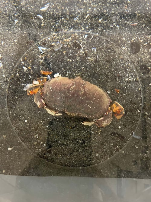 Crab2_1314149972308053631.TSM.pdf