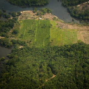 Peering down upon the Amazon, a thick blanket of lush forest is broken, in the center, by ordered rows of green crops.