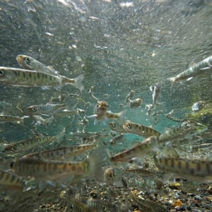 Photo of salmon smolts in a river.