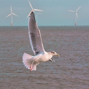 A seagull flying over the ocean, with wind turbines in the background on the horizon
