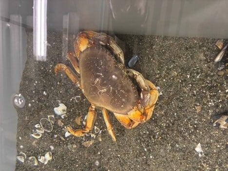 crab for triton email newsletter